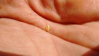 Gold nugget on my hand