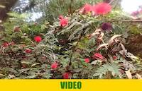 Beautiful hair like tree flower in Entebbe, Uganda, April 12th 2017