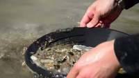 Gold Panning in Central Otago, NZ