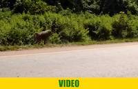 Baboon along the road at Busitema forest