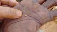 Gold nugget on the hand of a miner