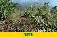 Source of nile at Jinja, Uganda