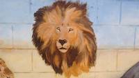 Lion picture near Arusha, Tanzania, on our travel to Kenya, in October 2017