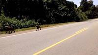 Baboons along the road in Busitema forest in Uganda