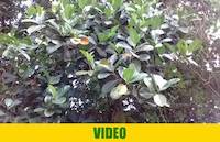 Jackfruit, jack tree or fene, locally fenesi fruit in Entebbe, Uganda, April 12th 2017