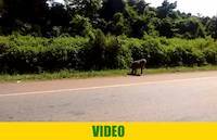 Baboons along the road in Uganda