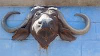 African Buffalo decoration in Tanzania, just before moving to Kenya