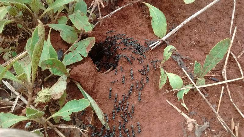 Very large ants after the rain in Geita, Tanzania