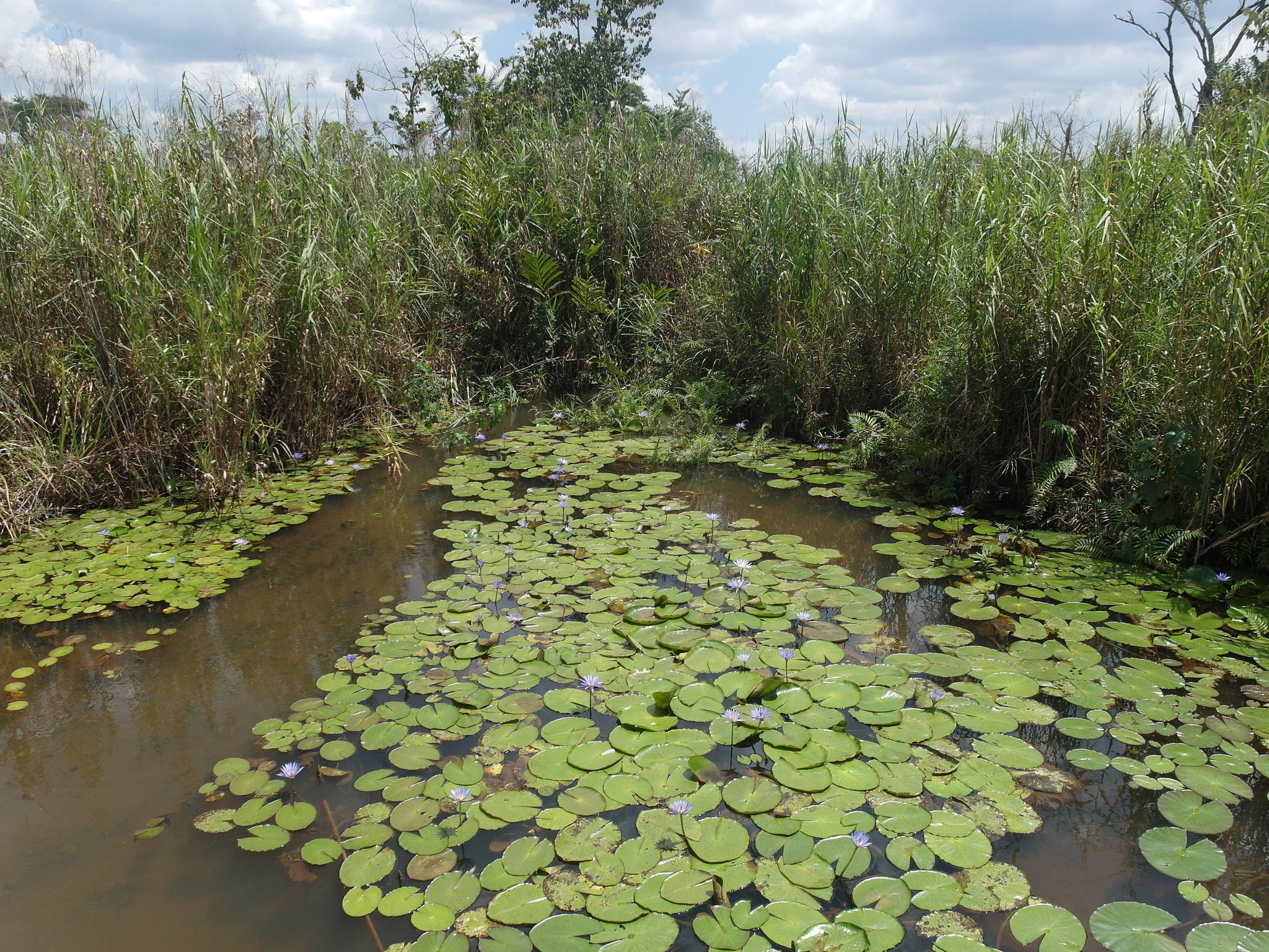 Water source in the pond