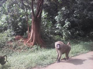 Baboons on the road