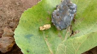 0.58 grams of gold obtained by children after processing with mercury