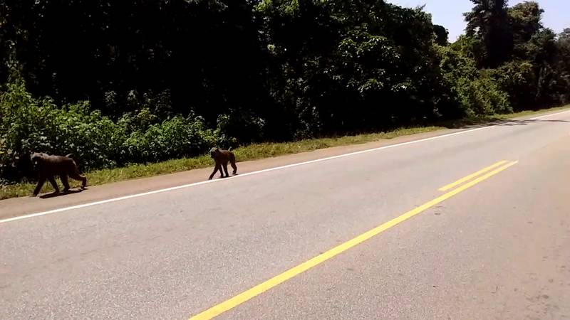 Baboons along the road in Busitema forest in Uganda