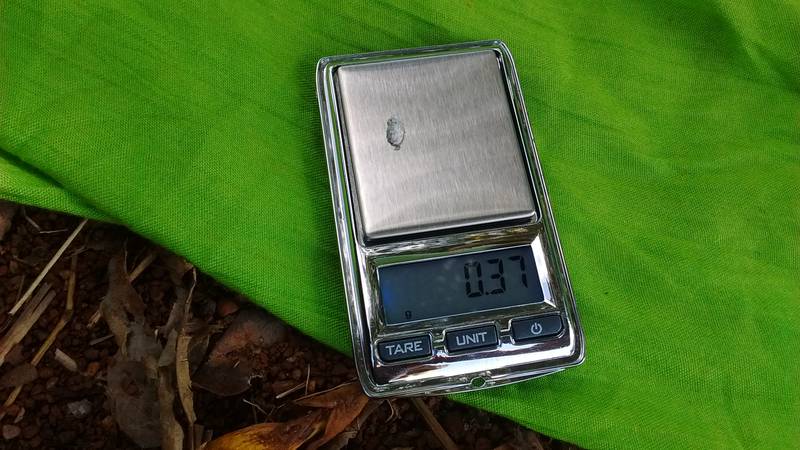 0.37 grams of gold on the pocket scale