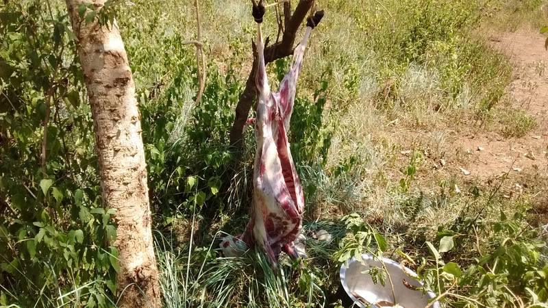 Skinned goat, and polluted with plastic