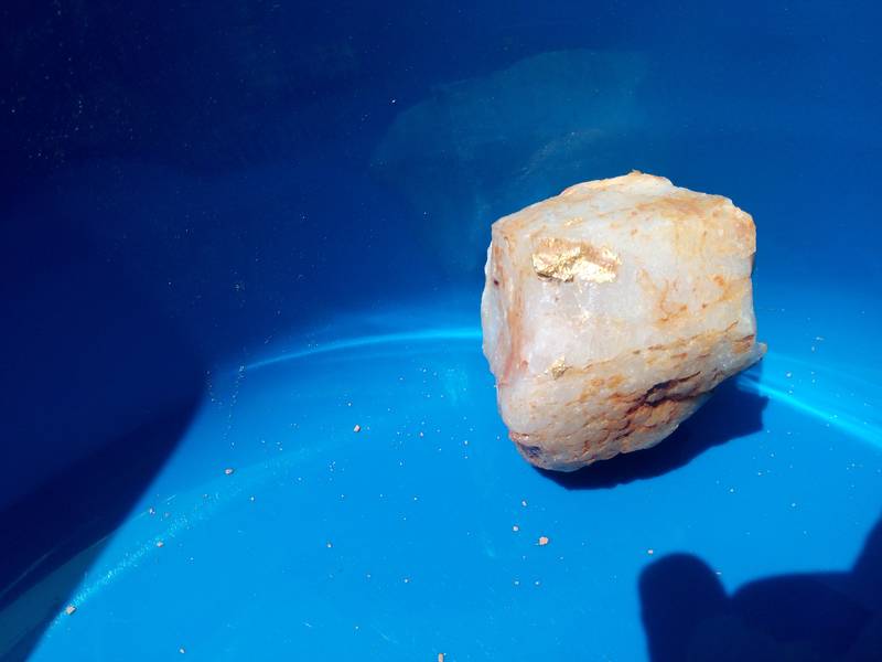 Gold nugget in a rich gold rock